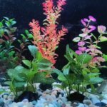artificial plants for an aquarium