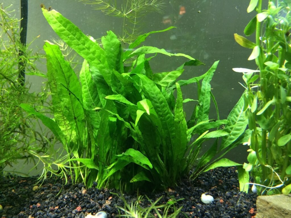 Plants for a Brackish Water Aquarium