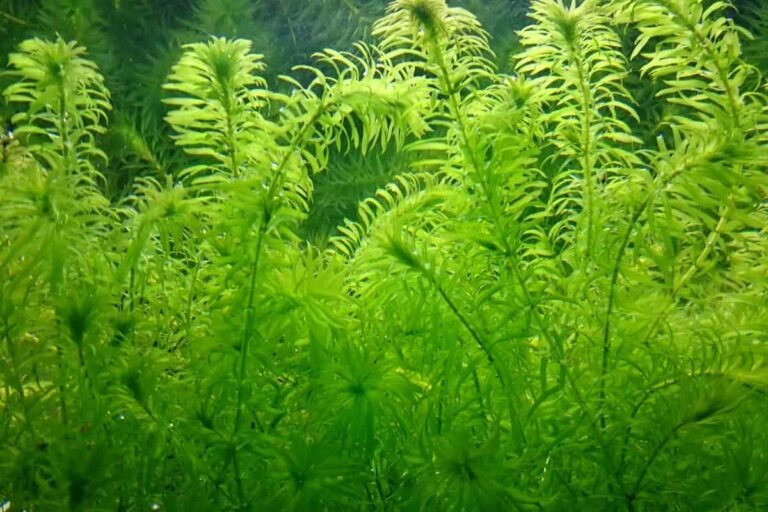 7 Hardy Plants for a Brackish Water Aquarium Aquarium Hunter