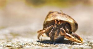 Best Substrate for Hermit Crabs