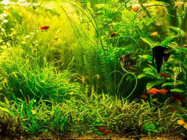 7 Plants for a Brackish Water Aquarium That Make It Look Great