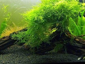 Java Moss Plants for a Brackish Water Aquarium