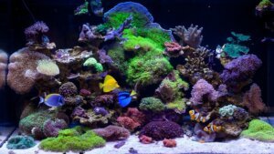 10 Best Reef Sumps Reviewed for Saltwater Aquariums