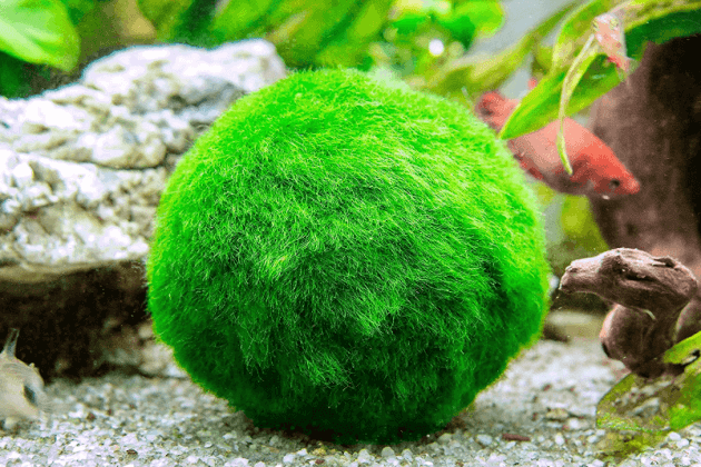 Java Moss for a Brackish Water Aquarium