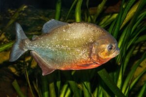 Aggressive Freshwater Fish