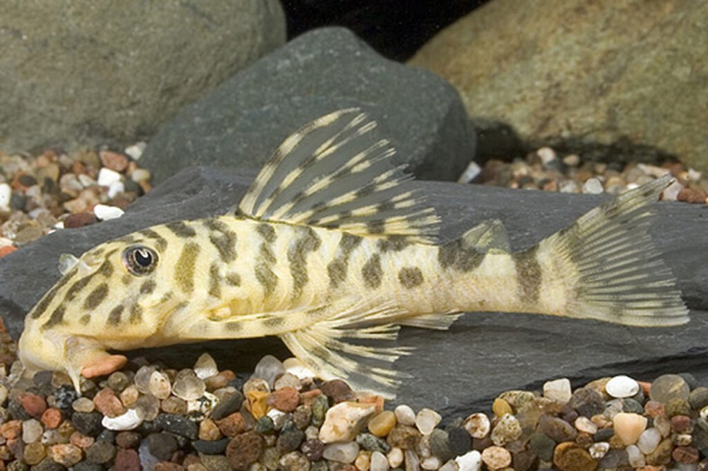 Leopard Frog Pleco