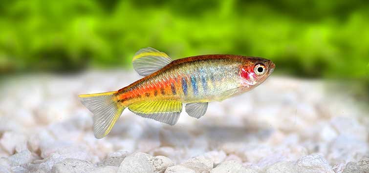 [Must Read] Best Fish For a 20-gallon Tank (With Pictures )