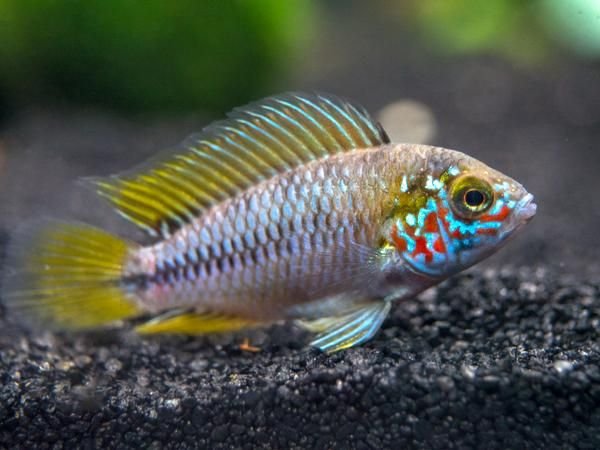 Dwarf Cichlids