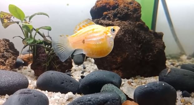 [Quick Signs] How to Tell if a Molly Fish is Pregnant? 