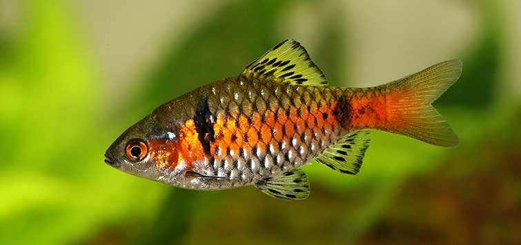 Best fish for a 20-gallon tank