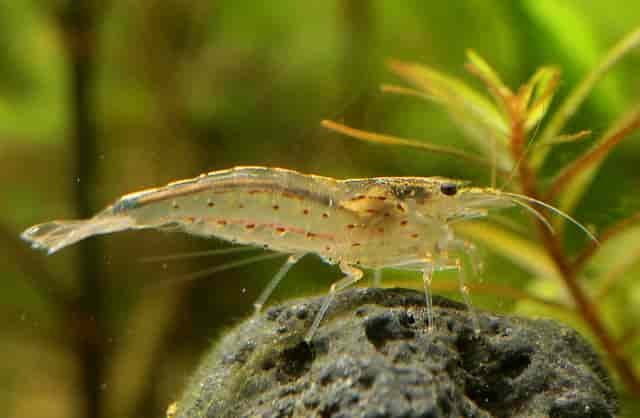 Amano Shrimp