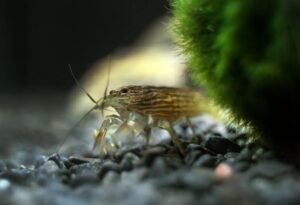 Bamboo shrimp