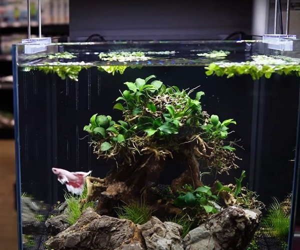 How Long Can Betta Fish Go Without Food? Guide]