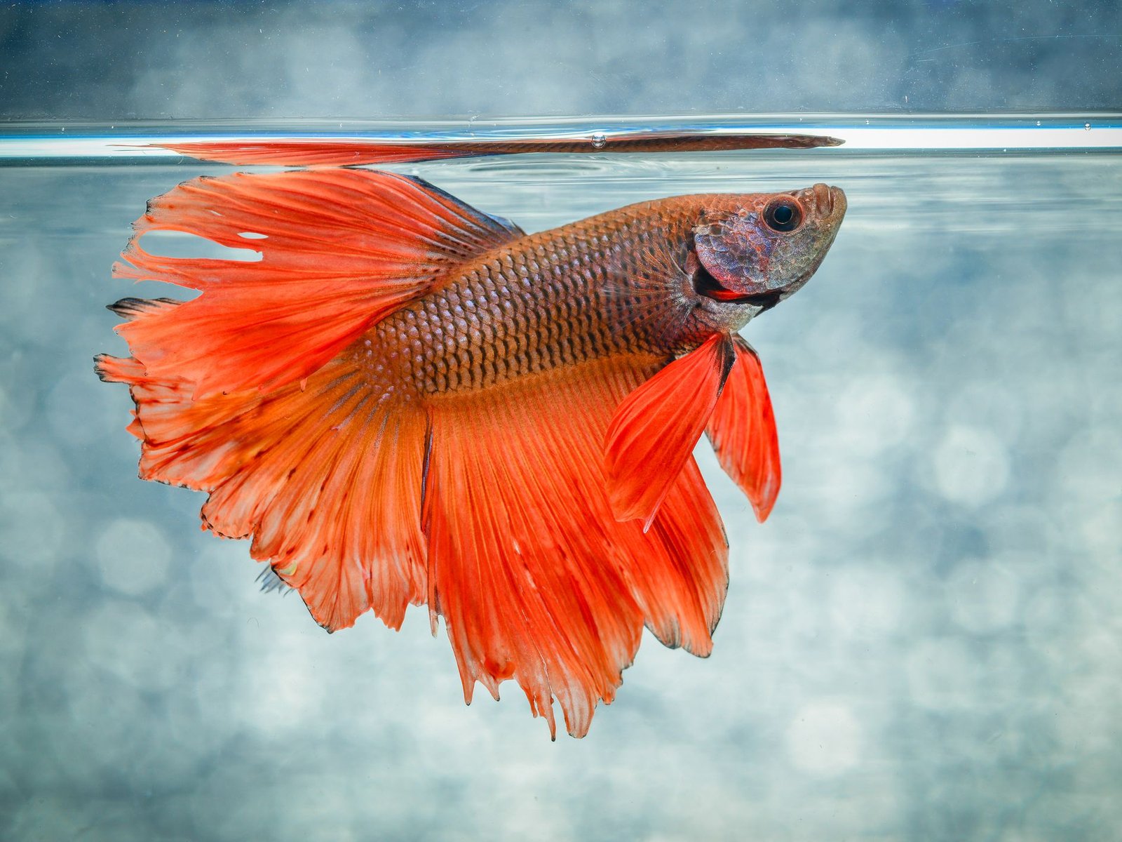 12 Aggressive Freshwater Fish for Your Tank With Pictures!