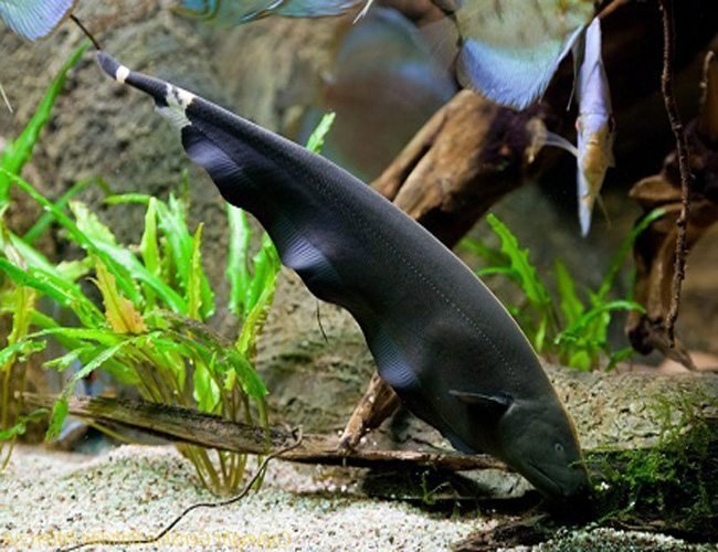 Black Ghost Knifefish