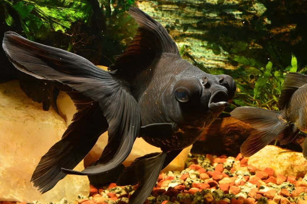 [2023] Ultimate Guide to Black Moor Goldfish Care