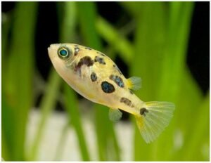 Aggressive Puffer Fish