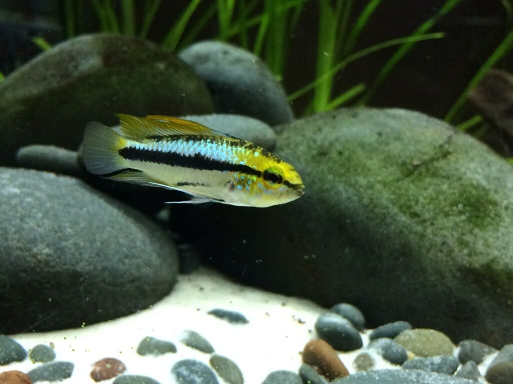 Dwarf Cichlids