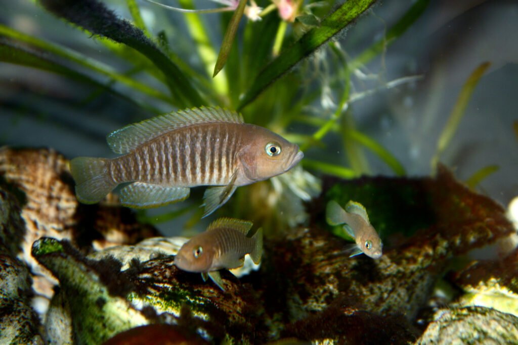 Dwarf Cichlids