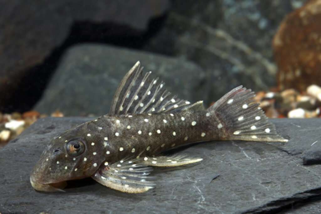 Peppermint Pleco