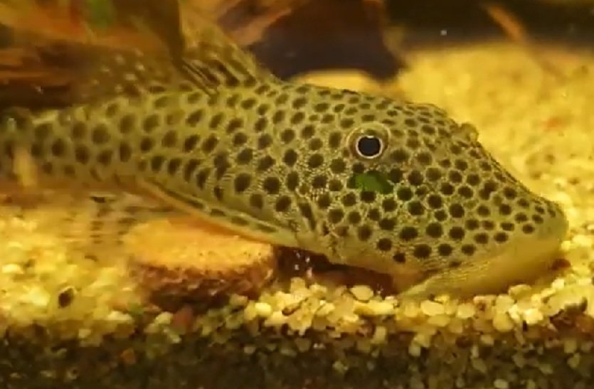 The Ultimate Rubber Lip Pleco Care Guide, Max Size, Diet, And More!