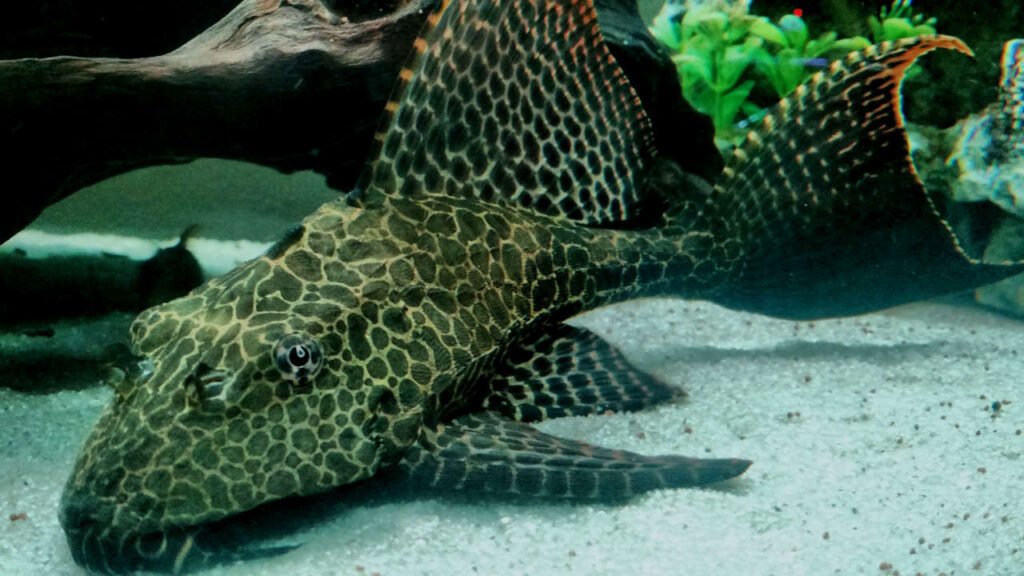 Sailfin Pleco