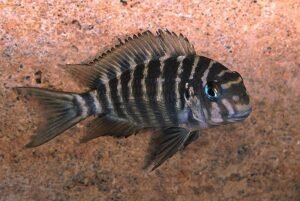 Aggressive Cichlids Tropheus annectens