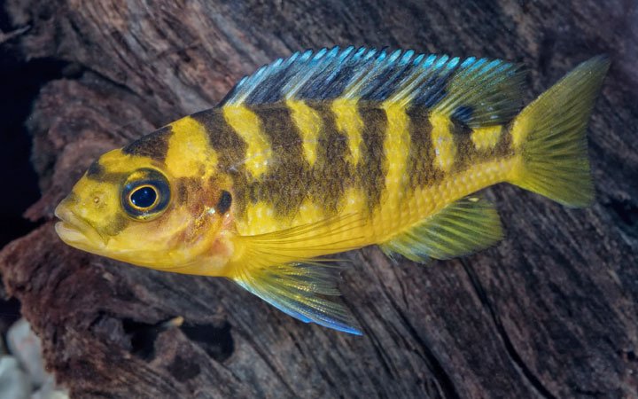 Top 12 Aggressive Cichlids (With Pictures) - Aquarium Hunter