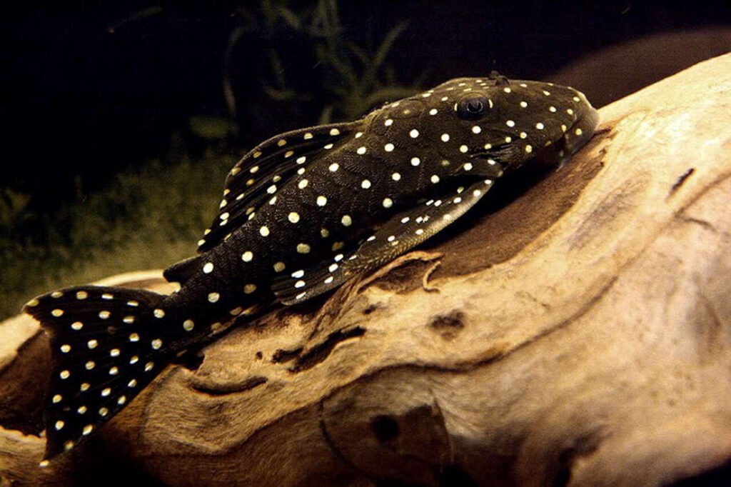 Snowball Pleco