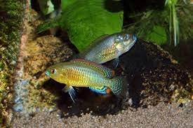 Dwarf Cichlids