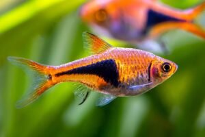 Best fish for a 20-gallon tank