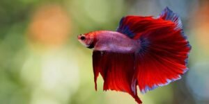 Betta Fish Care