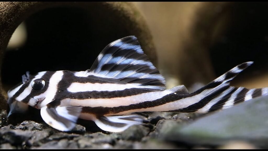 Zebra Pleco