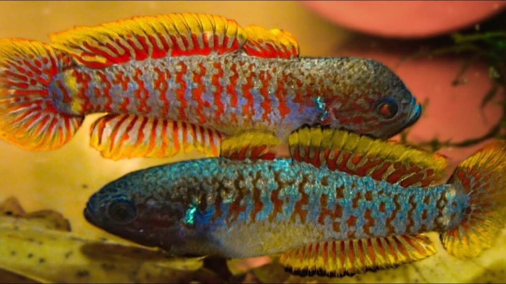 Peacock Gudgeon