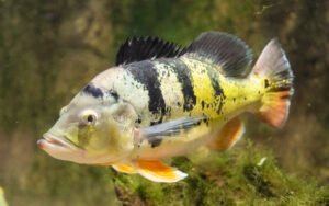 Aggressive Freshwater Fish