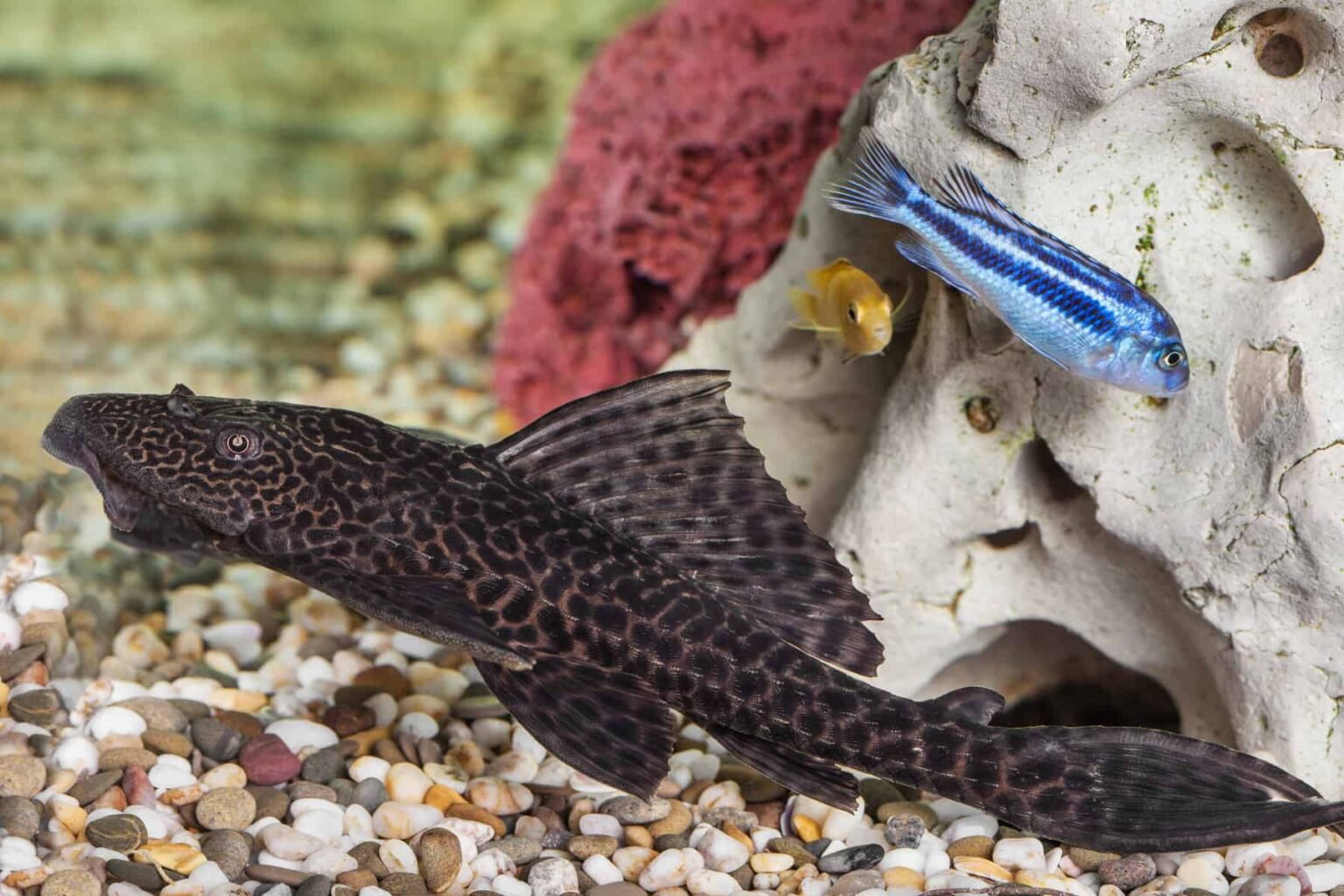 The Ultimate Rubber Lip Pleco Care Guide, Max Size, Diet, And More!