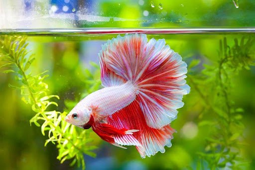 Betta Fish Care