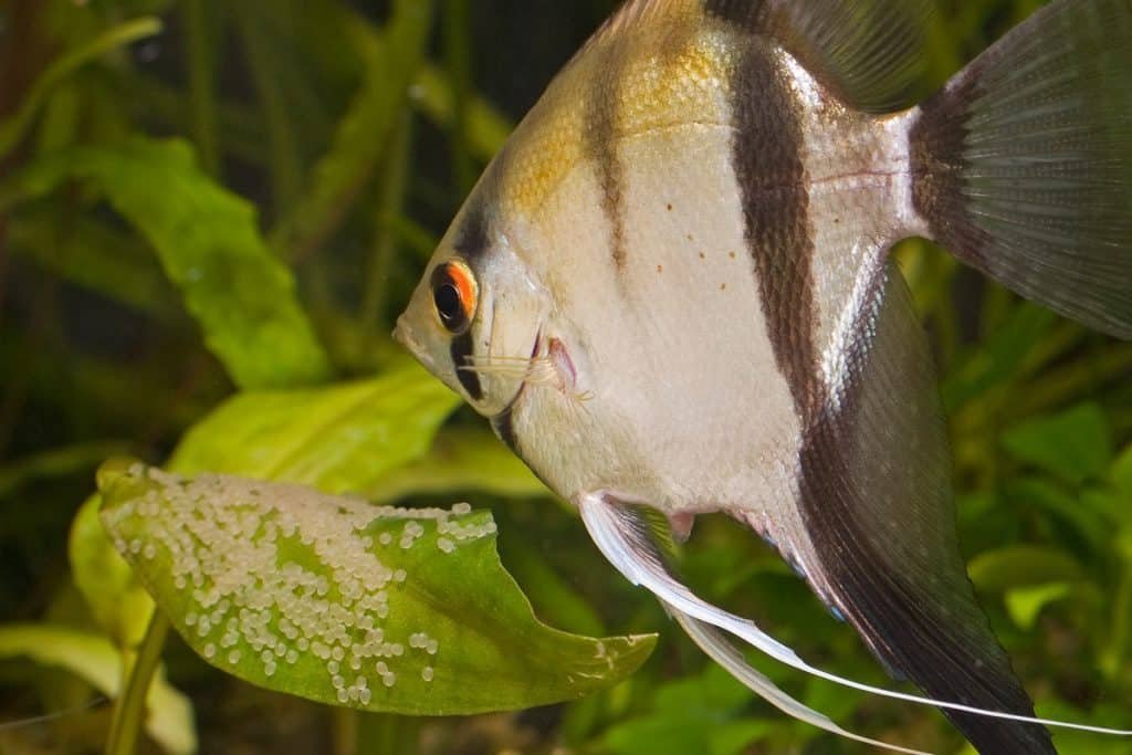 How To Tell If Angelfish Eggs Are Fertilized