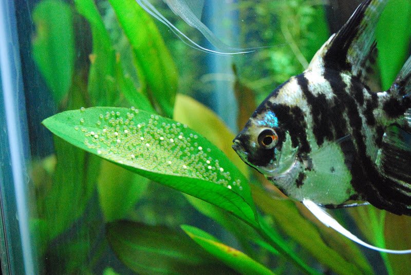 How To Tell If Angelfish Eggs Are Fertilized