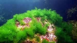 Saltwater Plants for Aquarium - Sea Lettuce