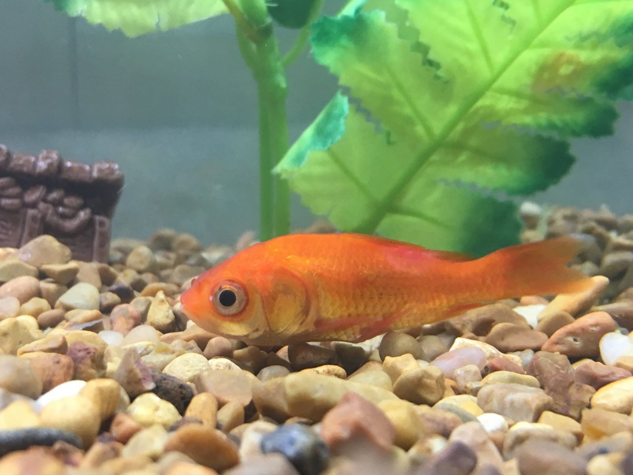 Why is my fish lying at the bottom of the tank? A complete guide