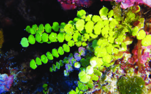 Saltwater Plants for Aquarium - Halimeda 