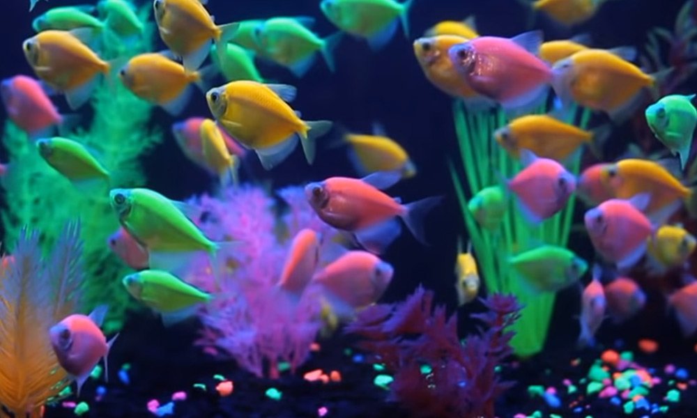 How many glofish in a 5-gallon tank