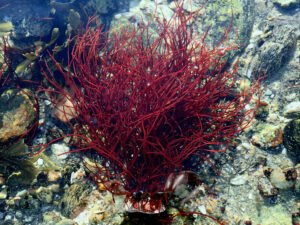 Red Gracilaria Algae