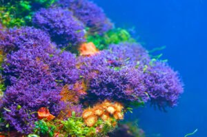 Saltwater Plants for Aquarium - Blue Hypnea