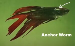 Anchor Worm on Betta Fish