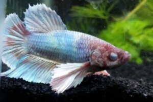 Cloudy Eye Betta Fish Diseases