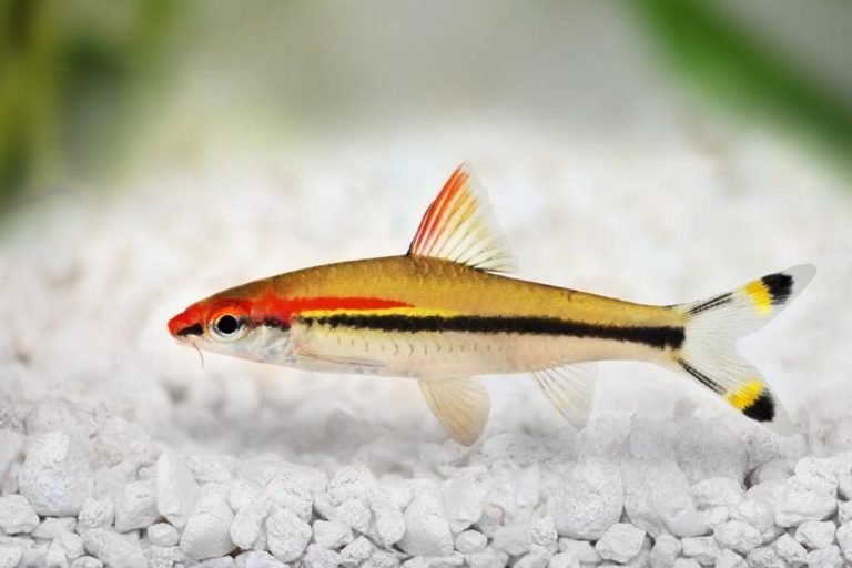 Denison barb (aka Roseline Shark)