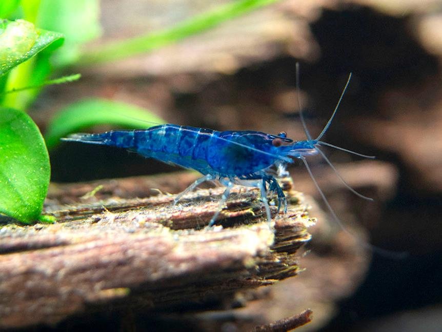 Blue Velvet Shrimp Care