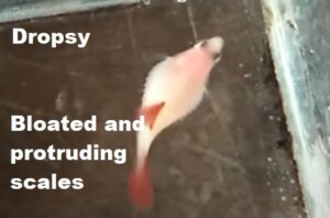 Dropsy Disease in Betta Fish